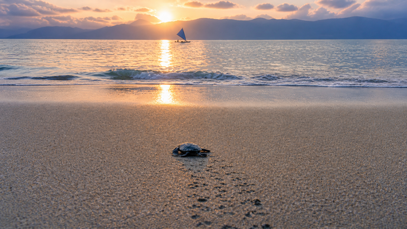 Protecting Marine Life Through Community Led Conservation&nbsp;